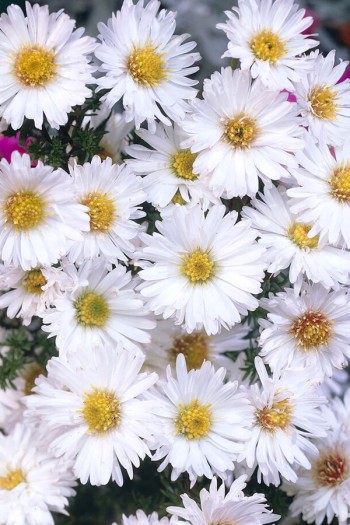 Айстра новобельгійська Арктік Вайт|Aster novi-belgii Arctic White|Астра новобельгийская Арктик Уайт
